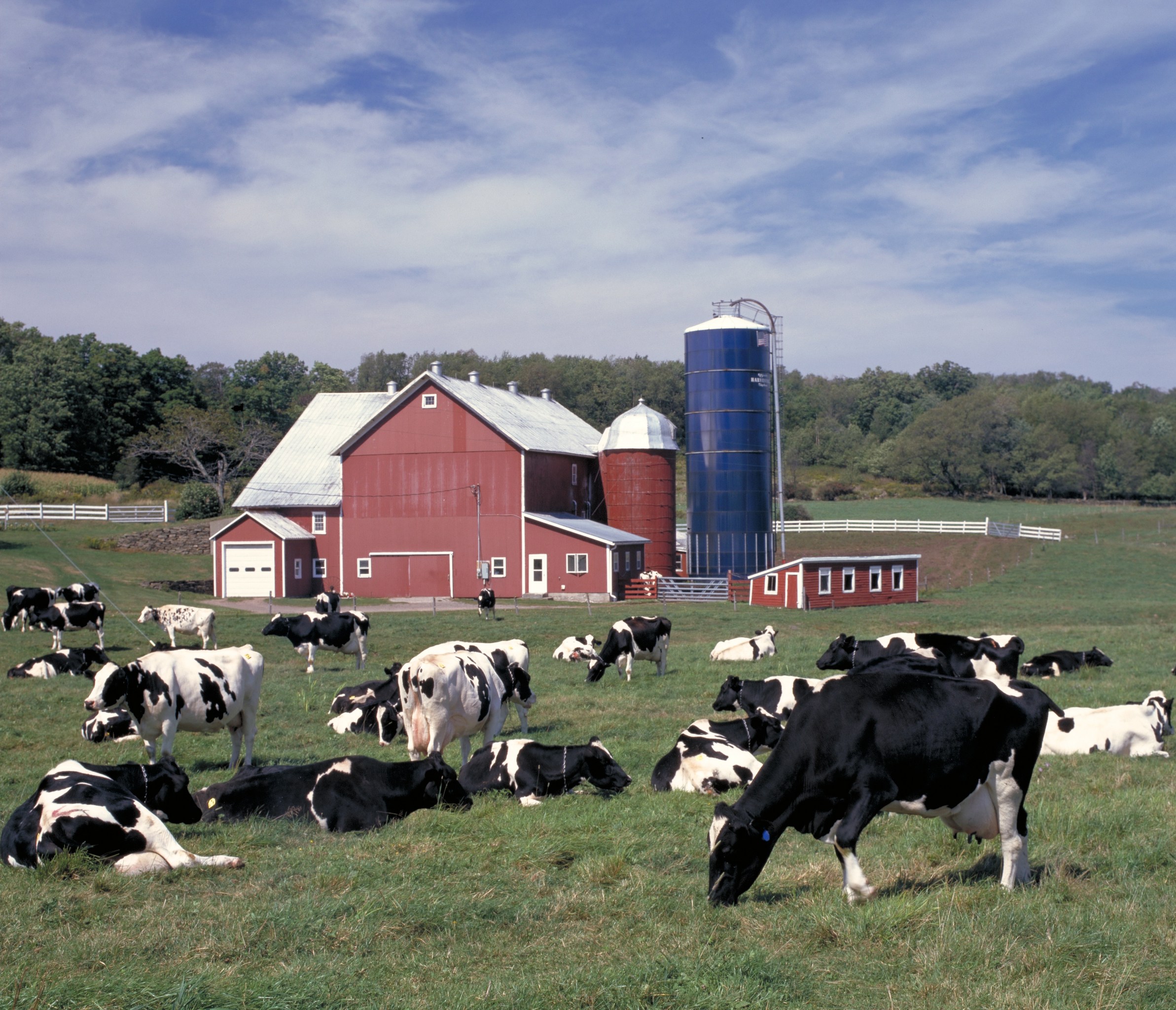 dairy cow farm net worth - Ilustrasi 3
