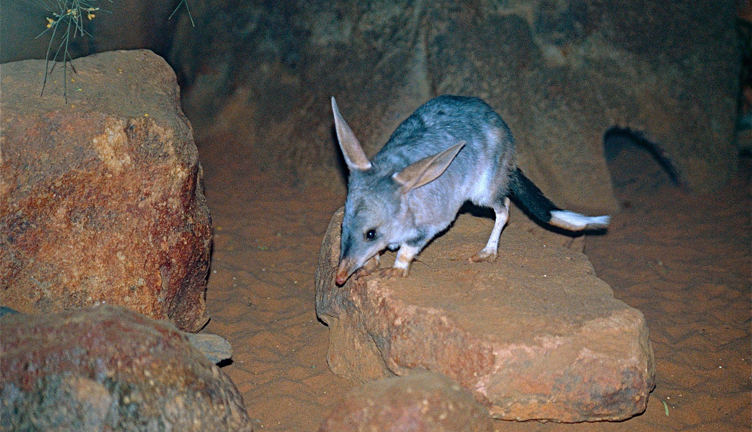 small rabbit-like marsupial with large ears and a black and white tail