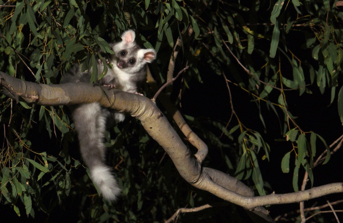 large white fluffy marsupial looking down at camera from up in a tree