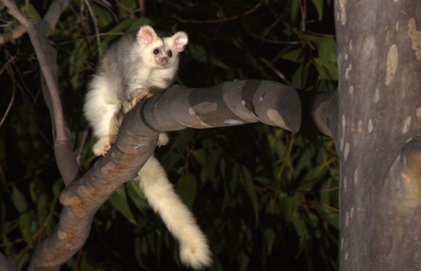 white furry mammal with a long tail climbing on a tree branch