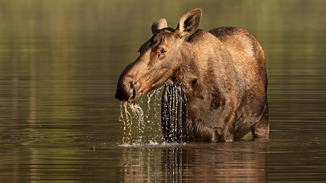 female moose standing in a lake