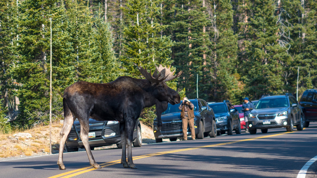 large bull moose on a road with cars and people watching