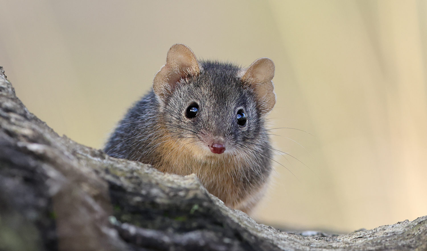 small mouse-like marsupial looks at the camera