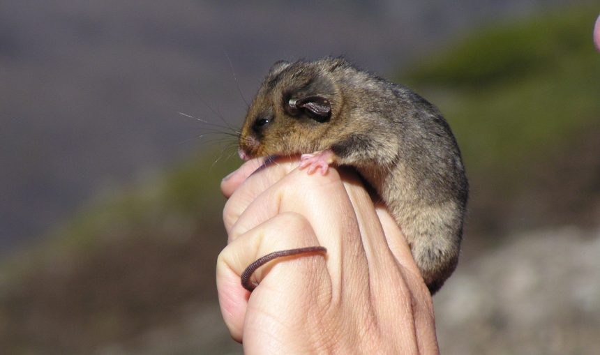 human hand holding a very small possum