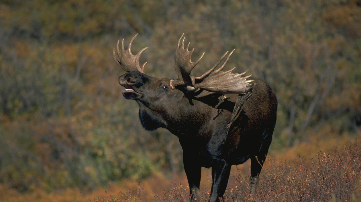 large male moose with antlers making a noise
