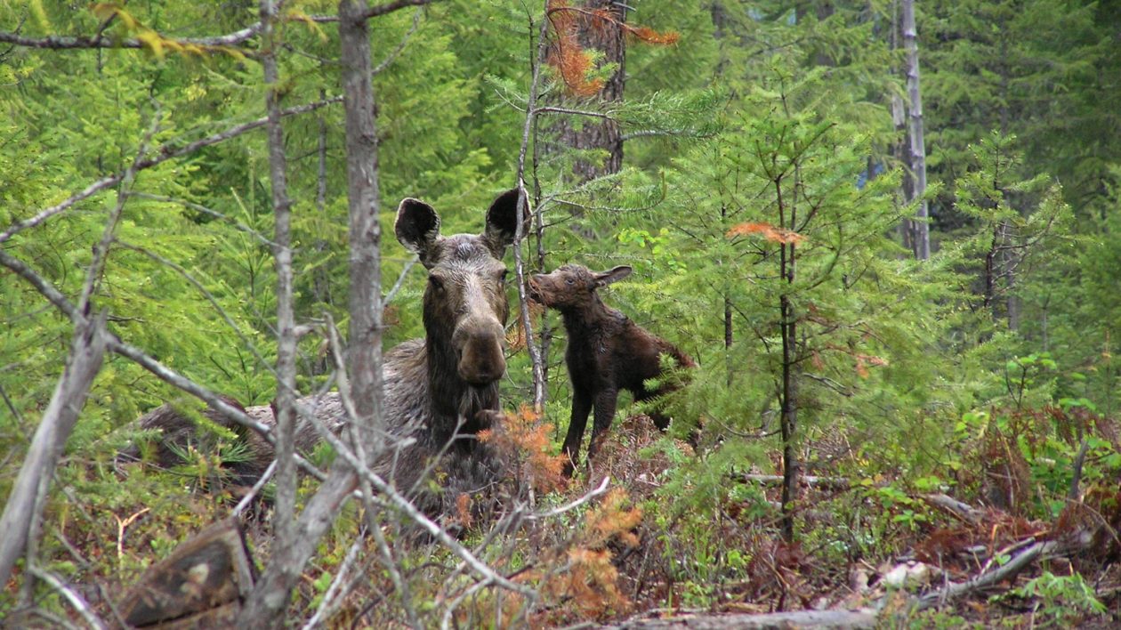 large moose laying down with a small moose standing in a forest