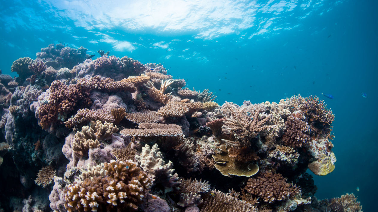 New Policy Tool Could Represent Sea Change for Coral Reef Conservation