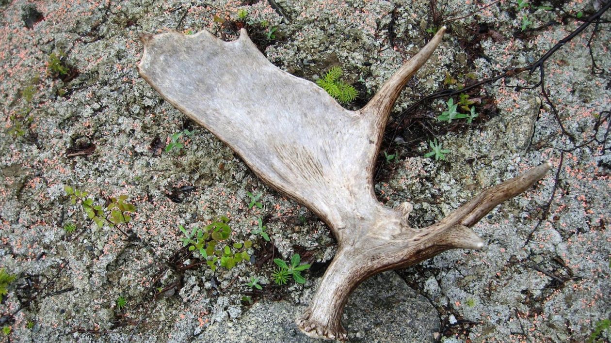 moose antler on the forest floor