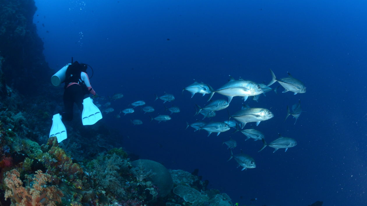 New Policy Tool Could Represent Sea Change for Coral Reef Conservation