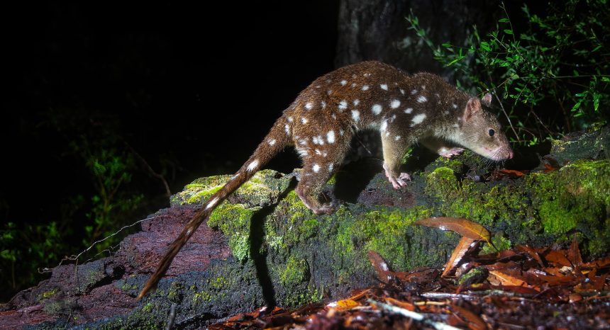 cat-like marsupial with an orange coat and white spots walks along a log on the ground
