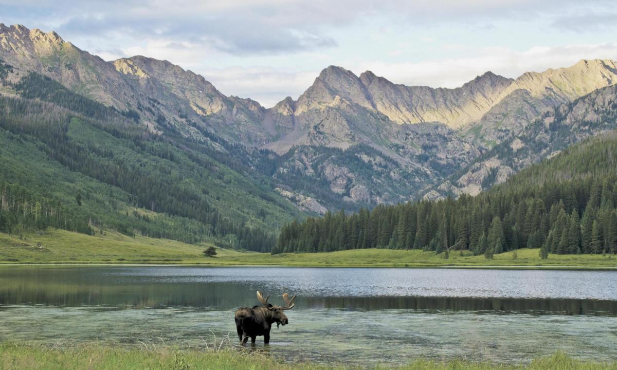 moose with big antlers standing in a lake with mountains behind