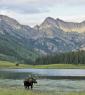 moose with big antlers standing in a lake with mountains behind