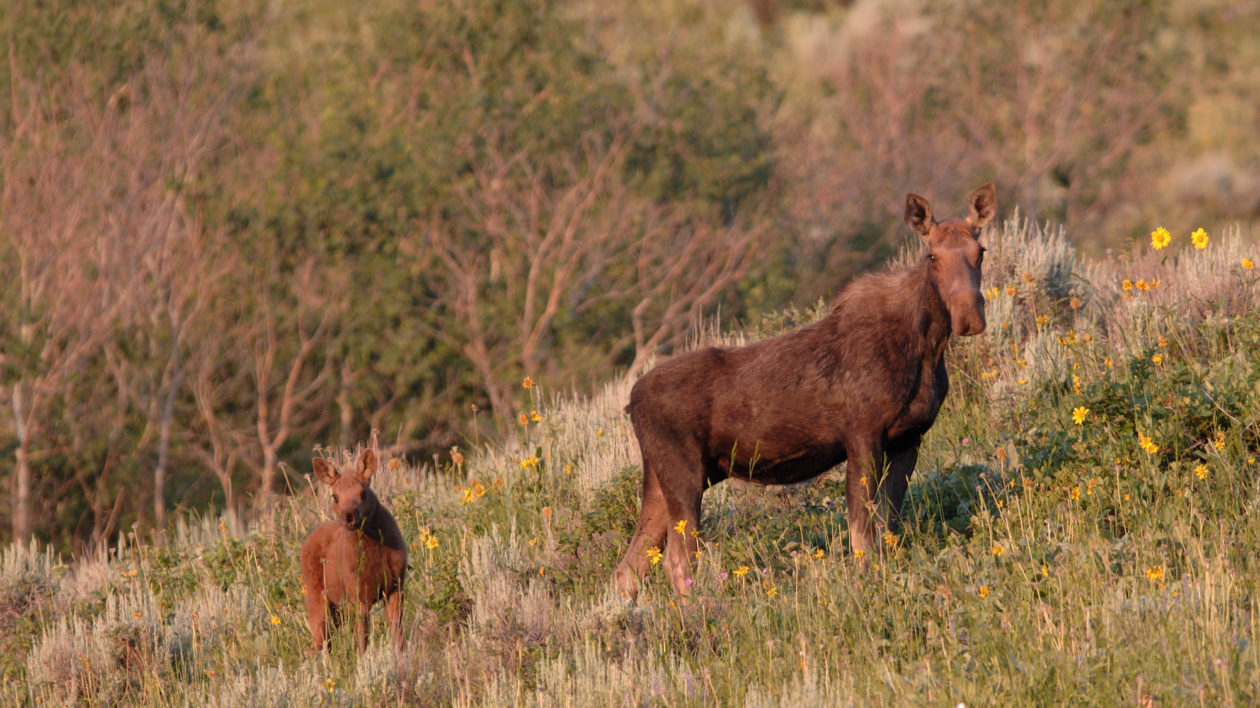 one large and one small moose standing in a field with flowers