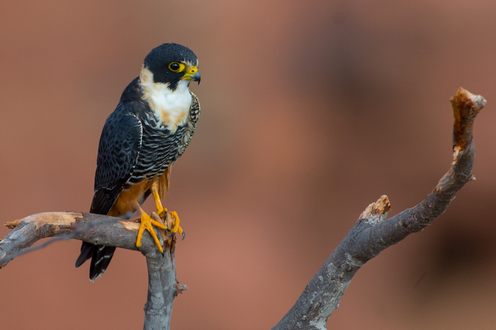 falcon perched on a branch