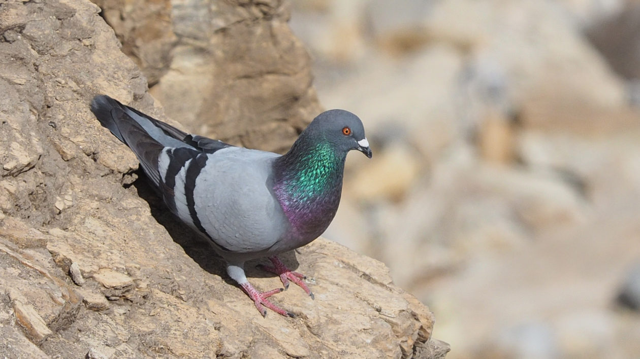 city pigeon