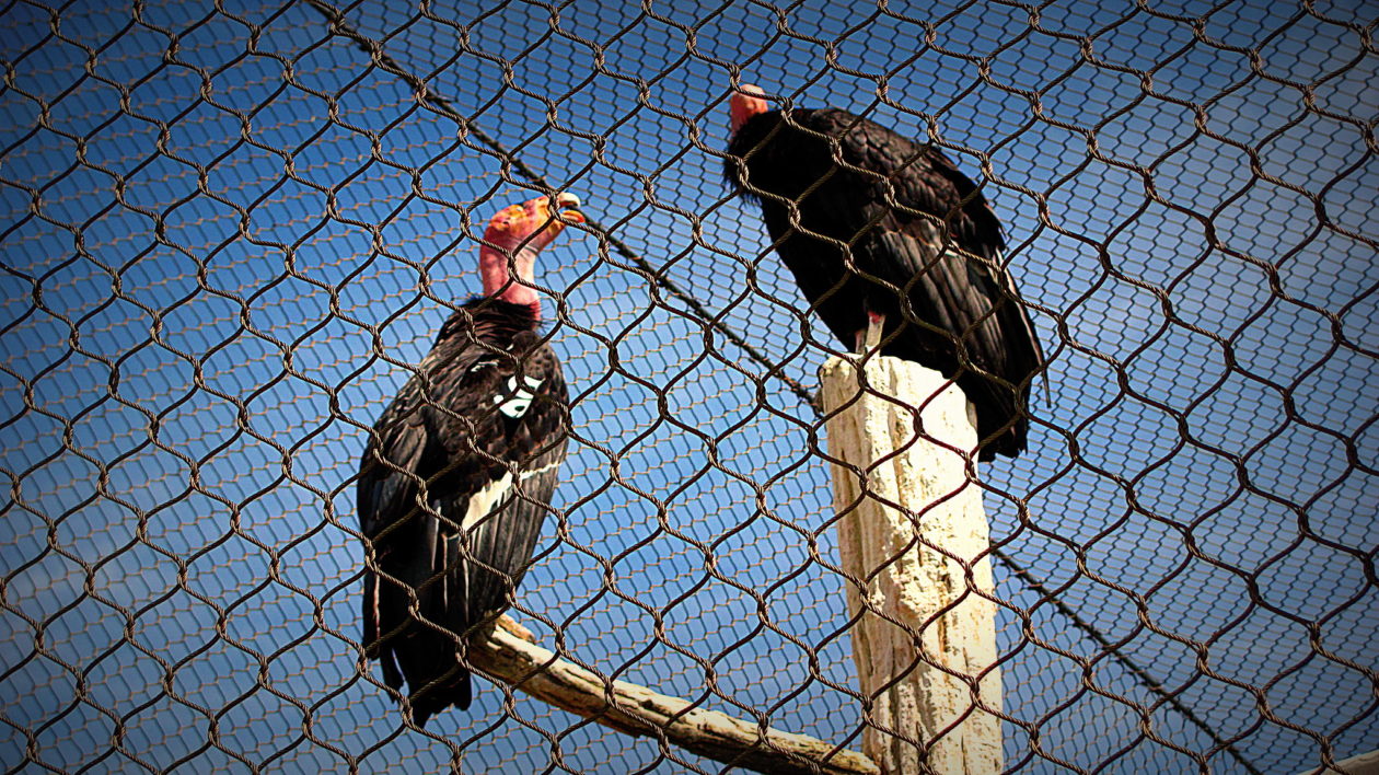 two condors in a mesh cage