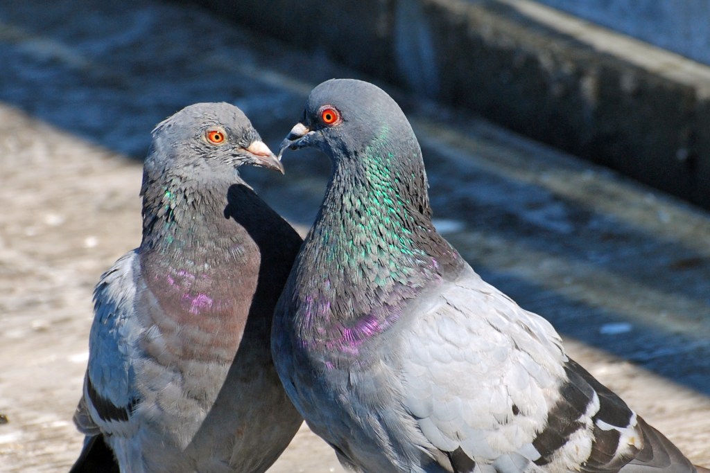 Where Did Pigeons Come From?