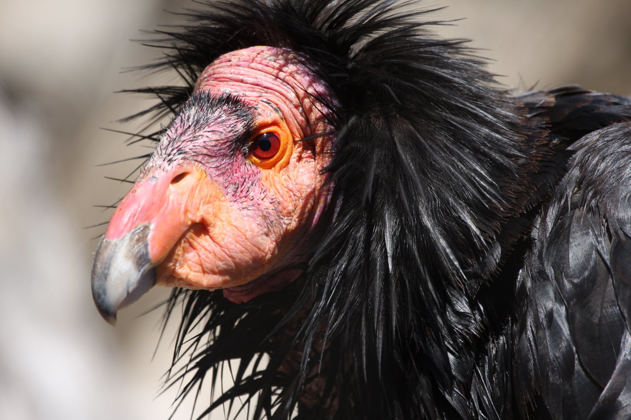 close up of a condor's face with black shaggy feathers and pink skin