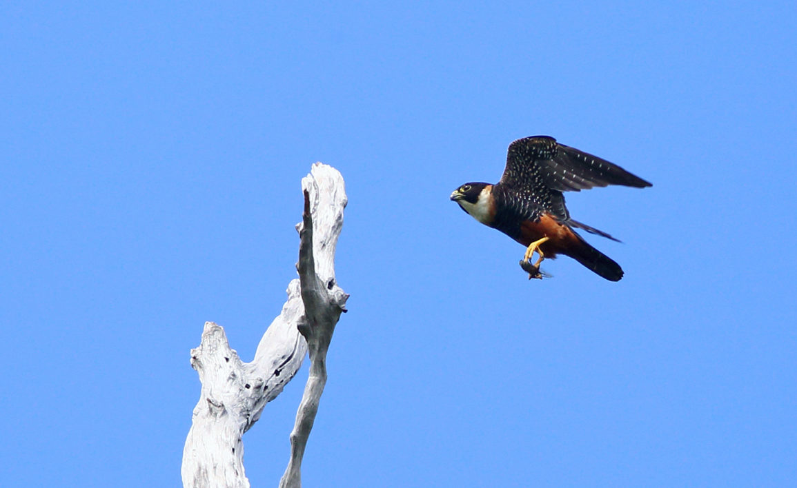 falcon flying up to a branch with an insect in its talons