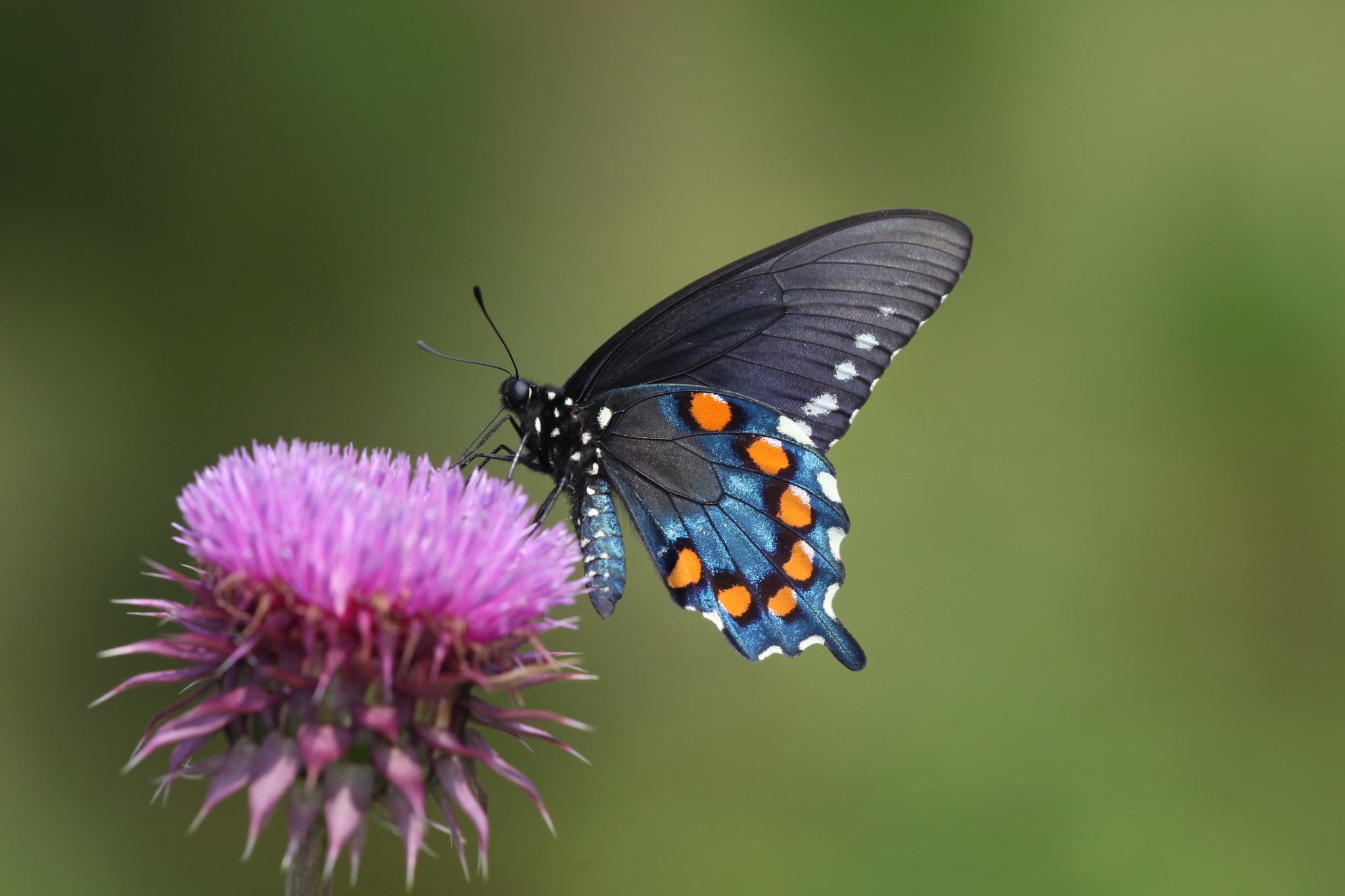 A Beginner's Guide to Butterfly Watching