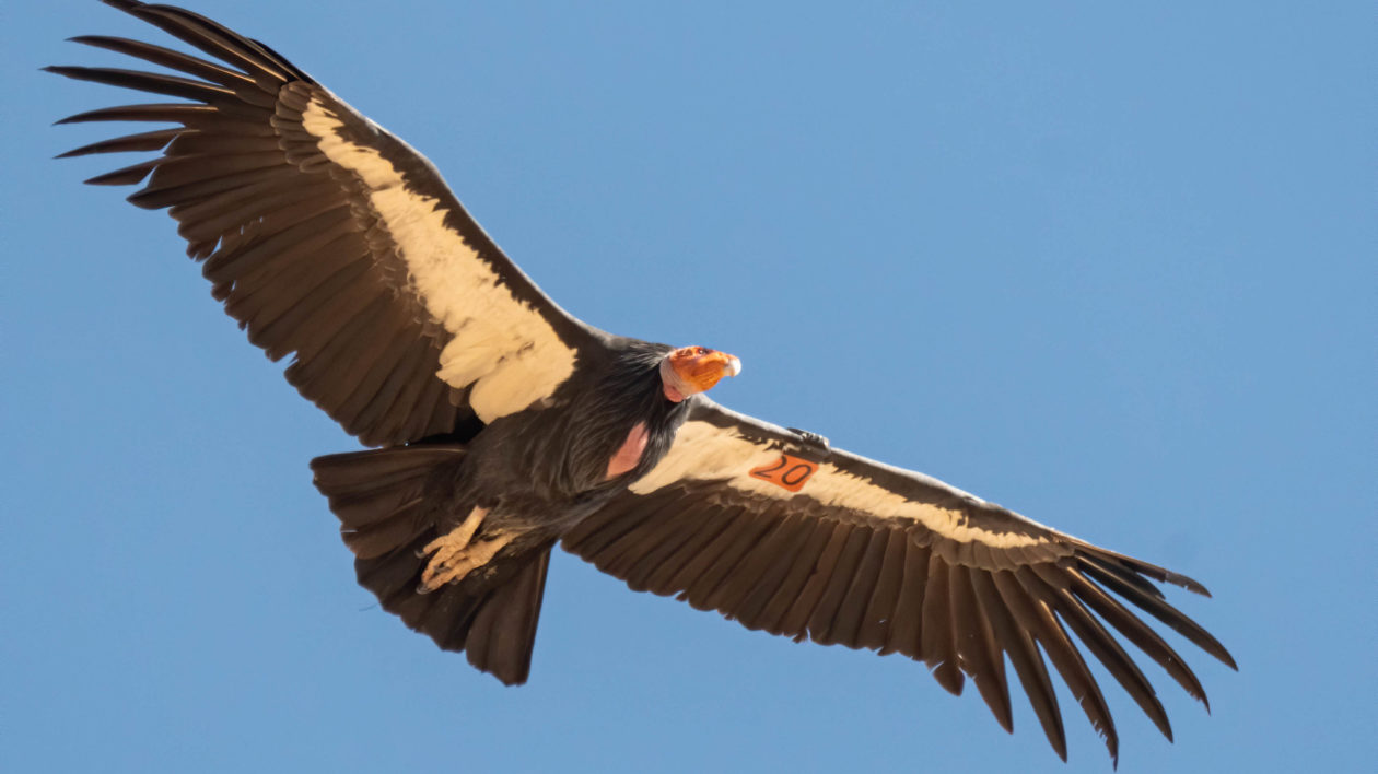 large bird with black and white wings and a red head flying against the sky