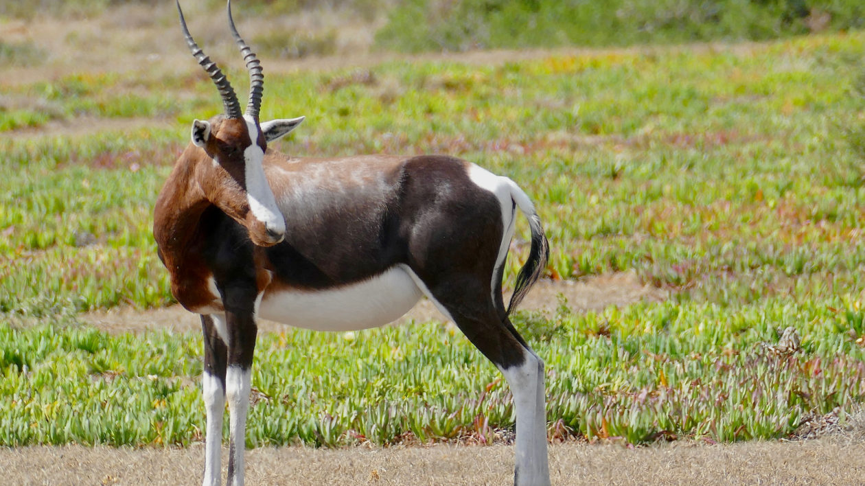 a large four-legged hoofed mammal with dark brown and white coloration and large horns