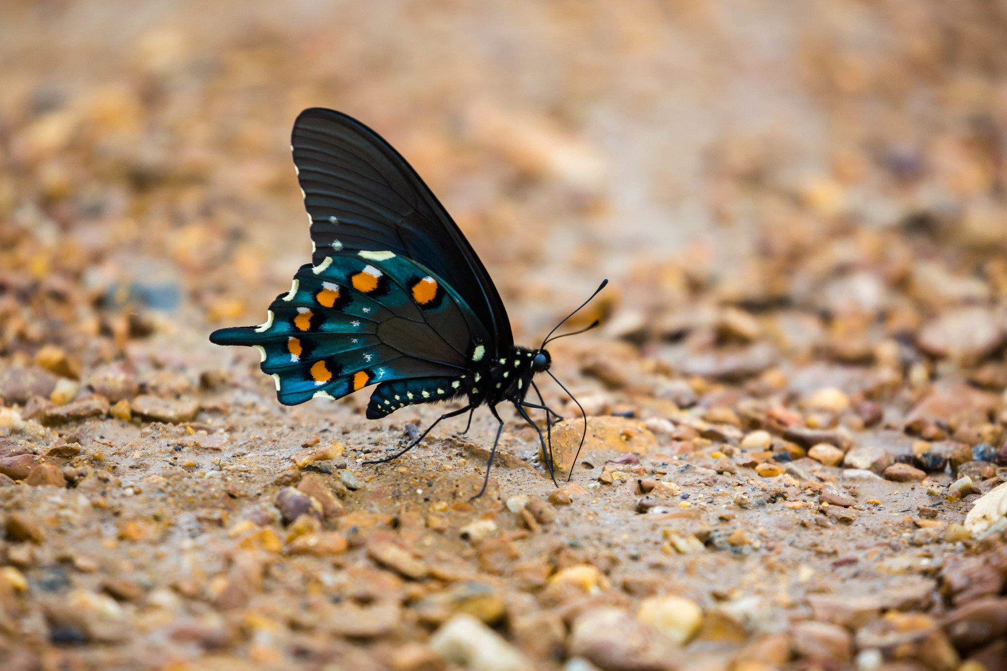 creature-feature-black-swallowtail-butterfly-raritan-headwaters