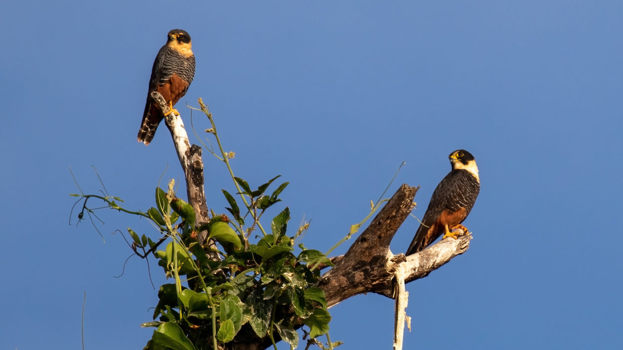 two falcons perched at the top of a tree