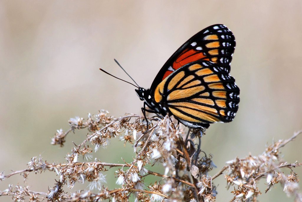 A Beginners Guide to 'White' butterflies - Natural History Society of  Northumbria