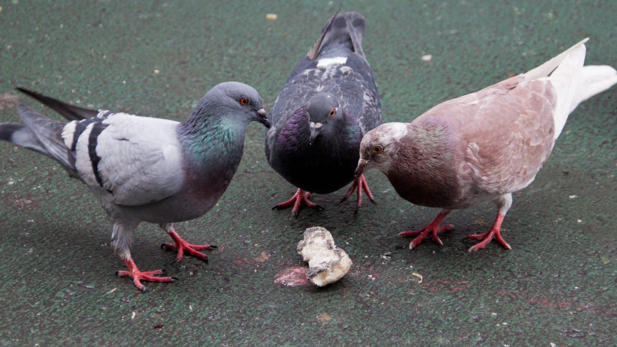 Rock Pigeon  Celebrate Urban Birds