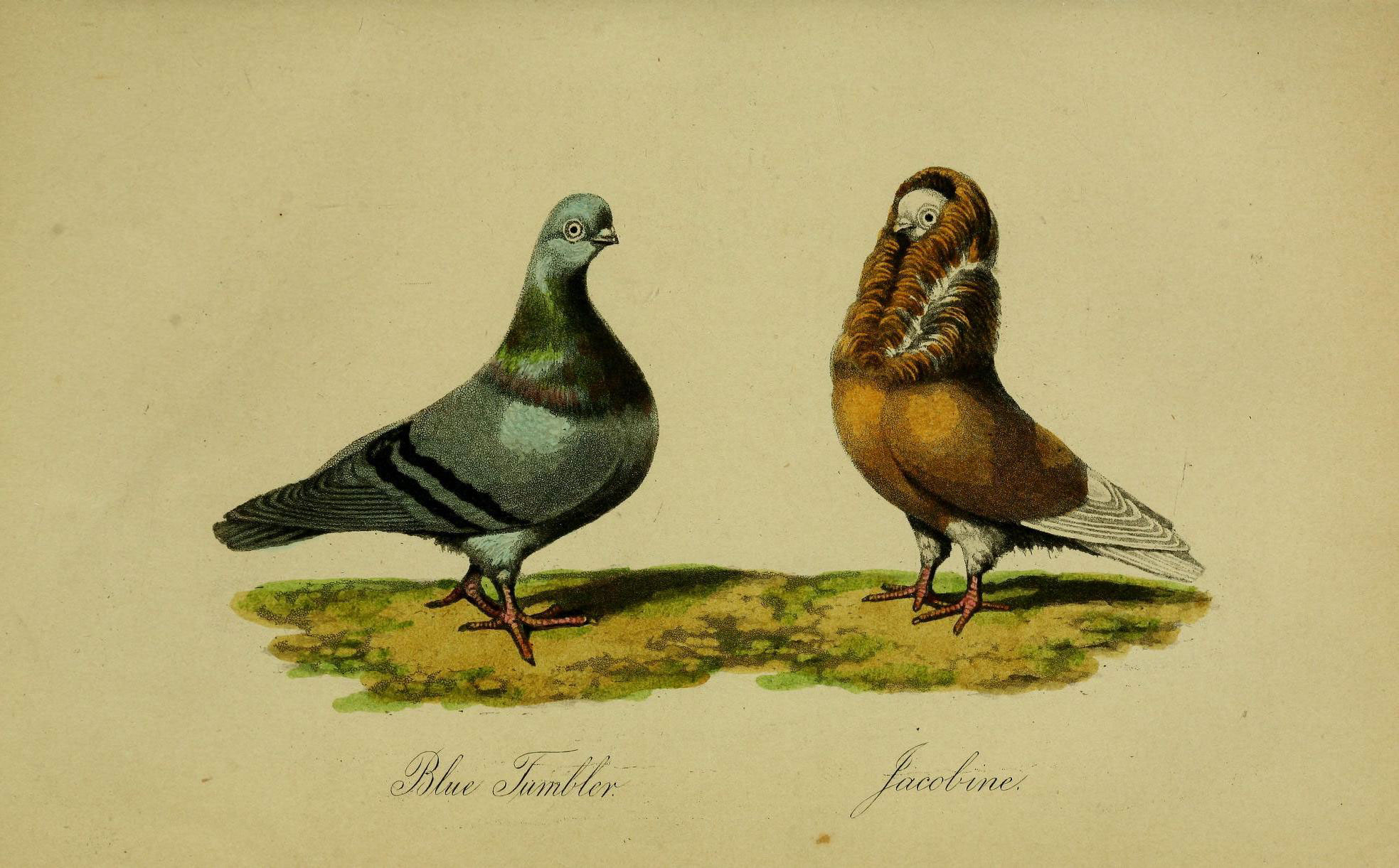 Where Did Pigeons Come From?