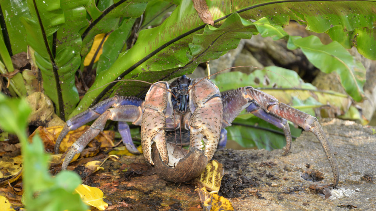 Meet the World’s Largest Land Crab