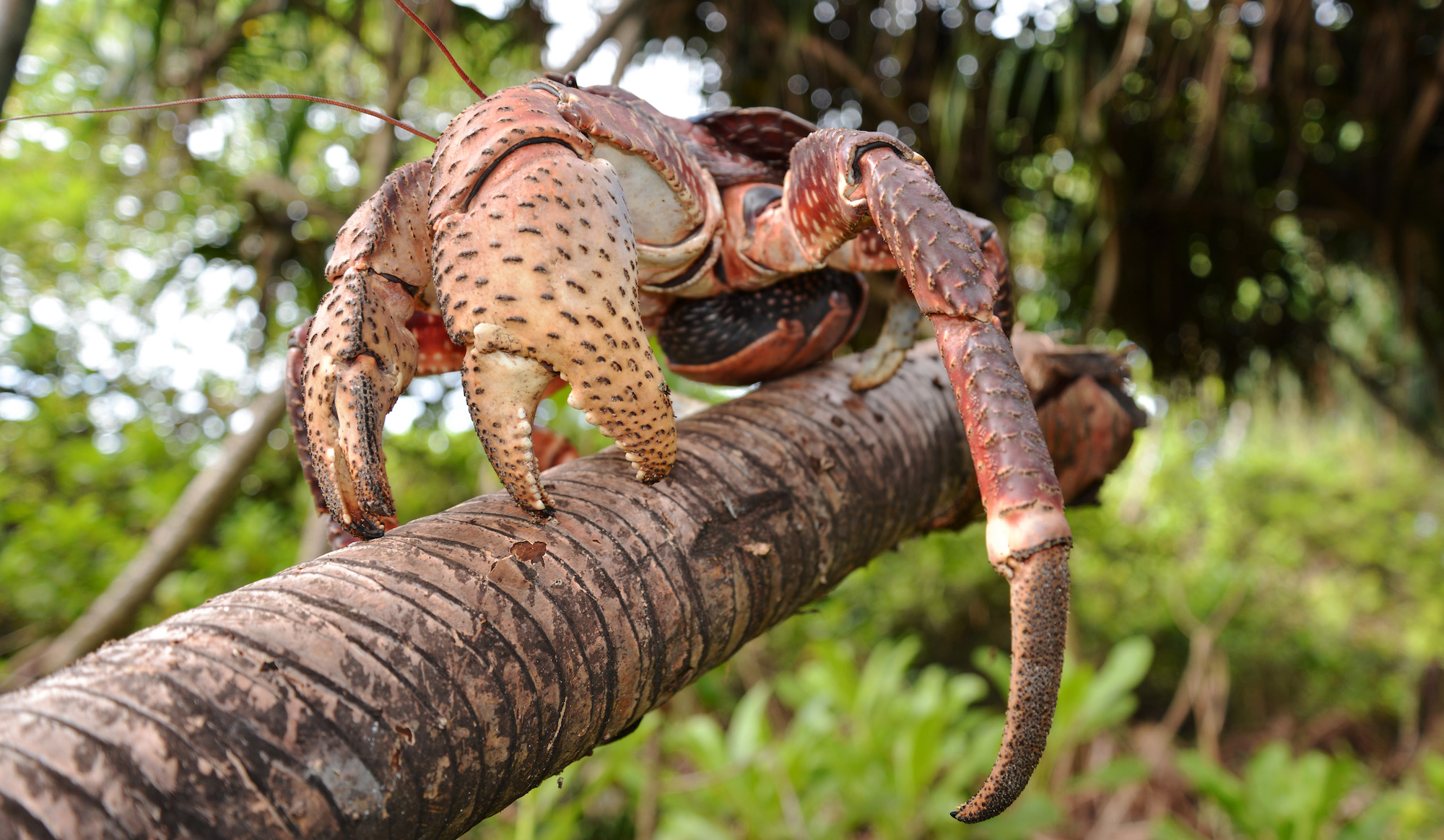 Meet the World's Largest Land Crab