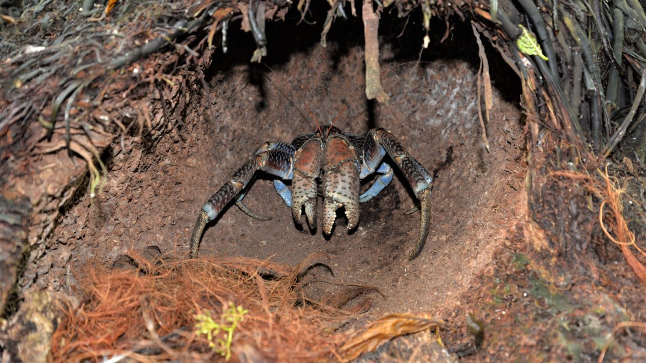 what is the largest crab in the world