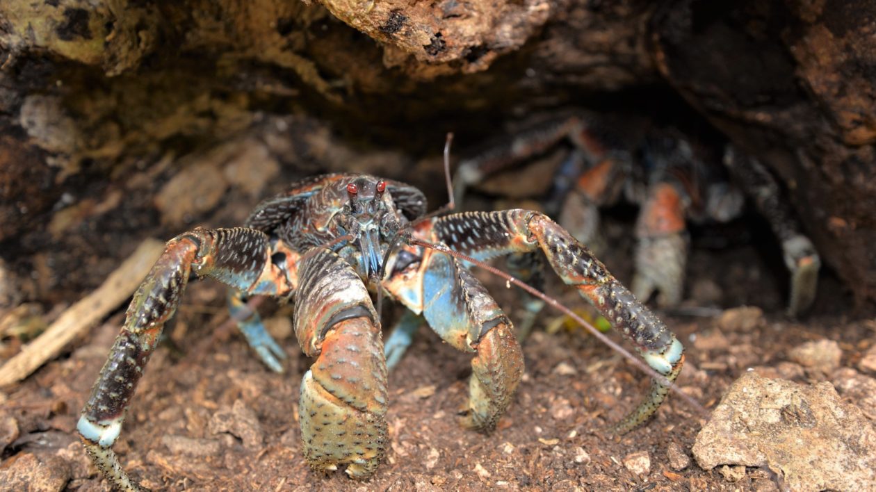 what is the largest crab in the world