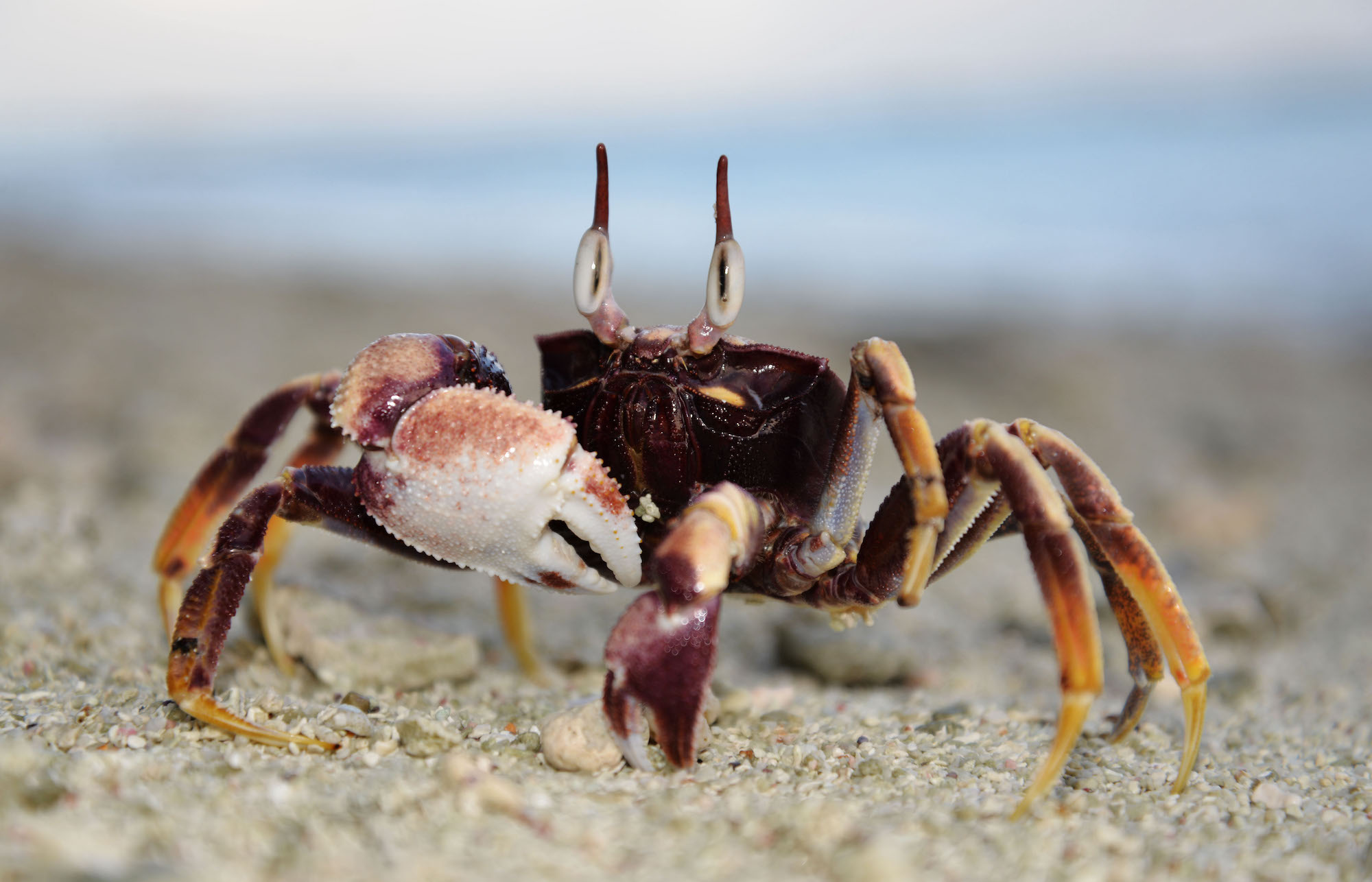 Meet the World’s Largest Land Crab