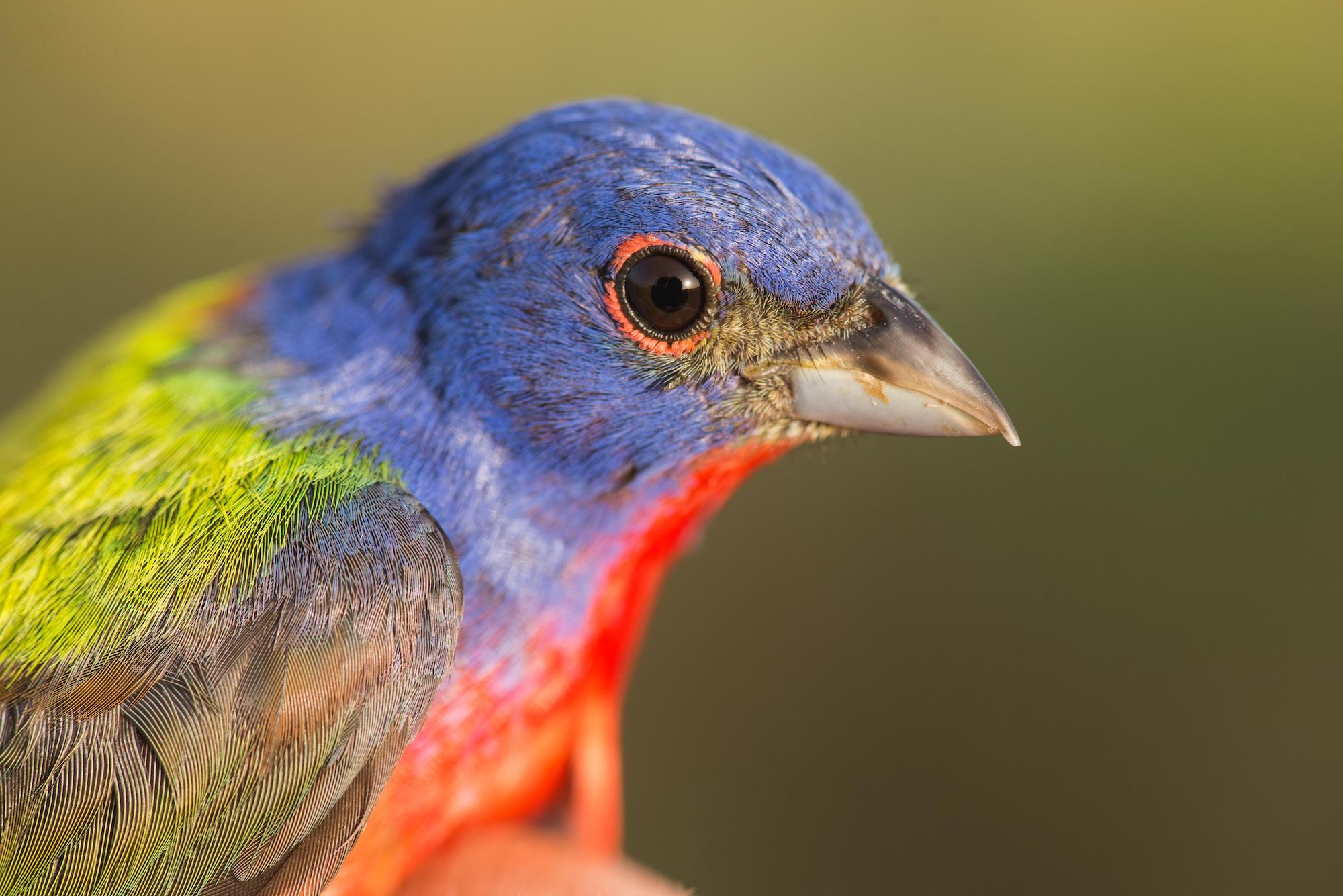Painted Bunting The Fun of Local Bird Quests