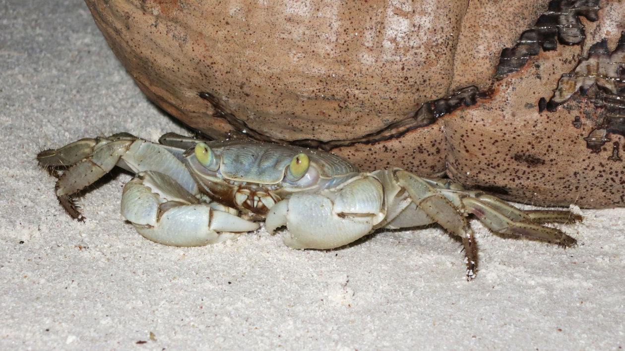 what is the largest crab