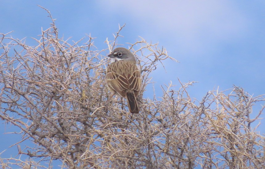 small brown and grey bird perched in sagebrush