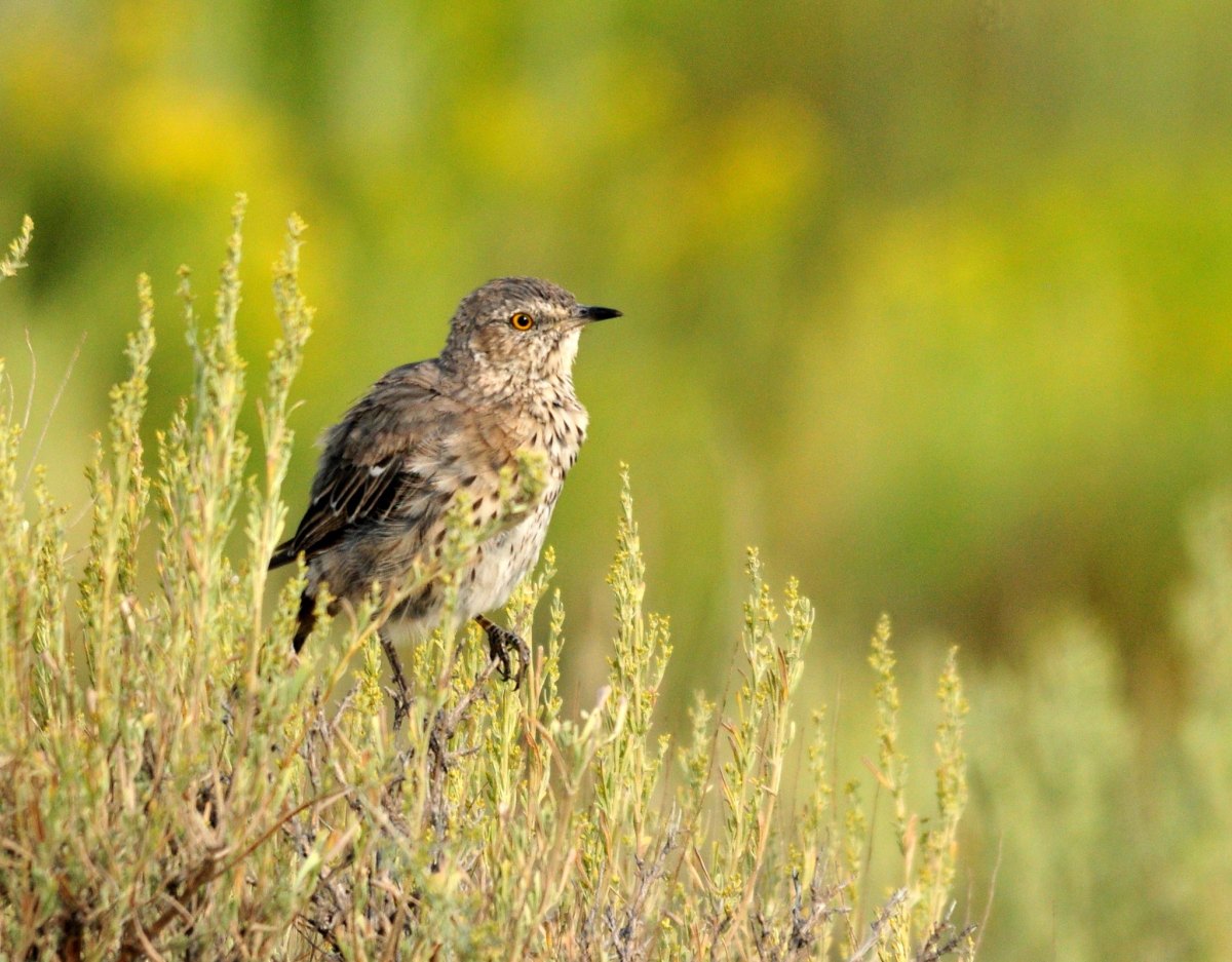 brown streaky bird perches on top of a sagebrush bush