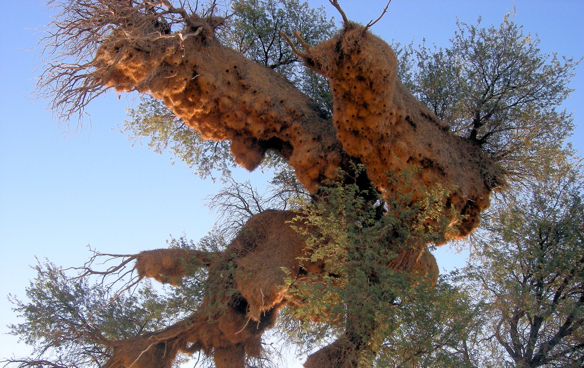 Cactus Holes and Cobwebs: The Weird Nesting Habits of Birds