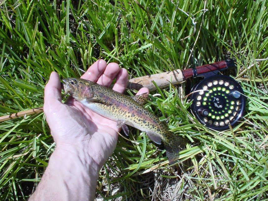 a hand holding a fish against grass and a fishing reel in the background