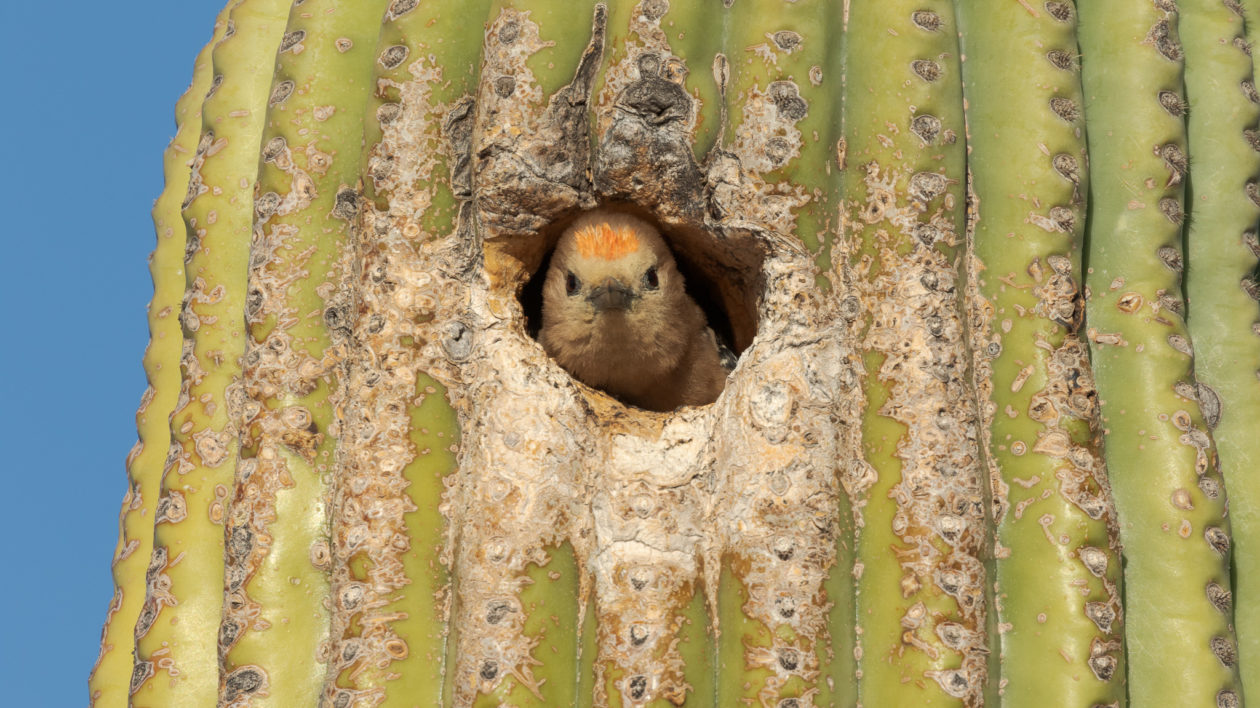 small bird poking it's face out of a hole in a cactus