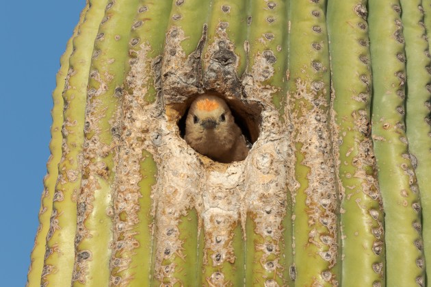 small bird poking it's face out of a hole in a cactus