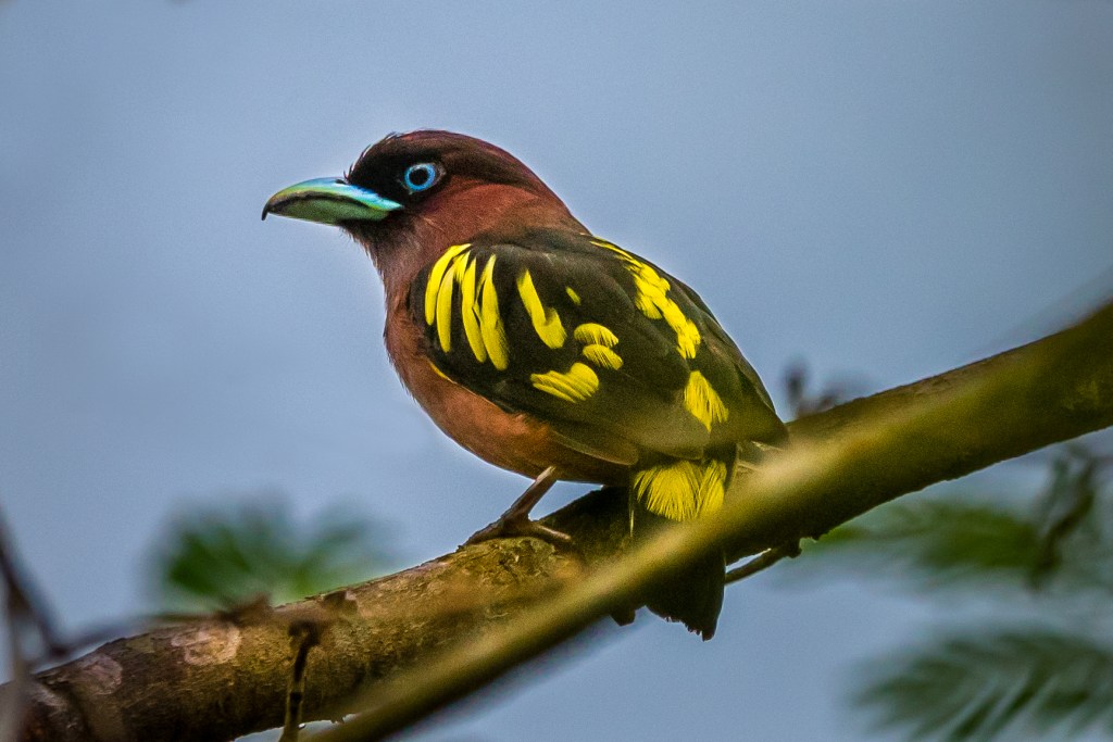 Brown bird with yellow and black winds and a blue bill perched on a branch