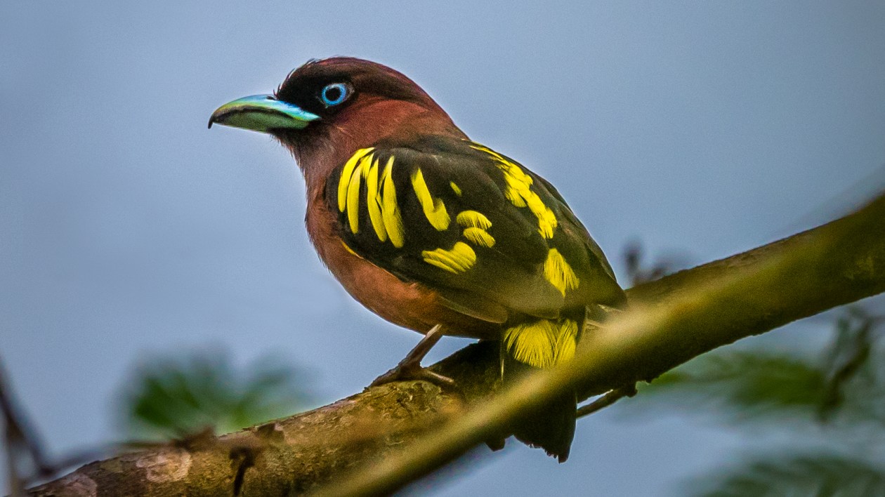 Brown bird with yellow and black winds and a blue bill perched on a branch