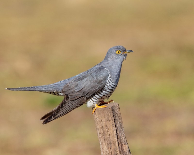 Cactus Holes and Cobwebs: The Weird Nesting Habits of Birds