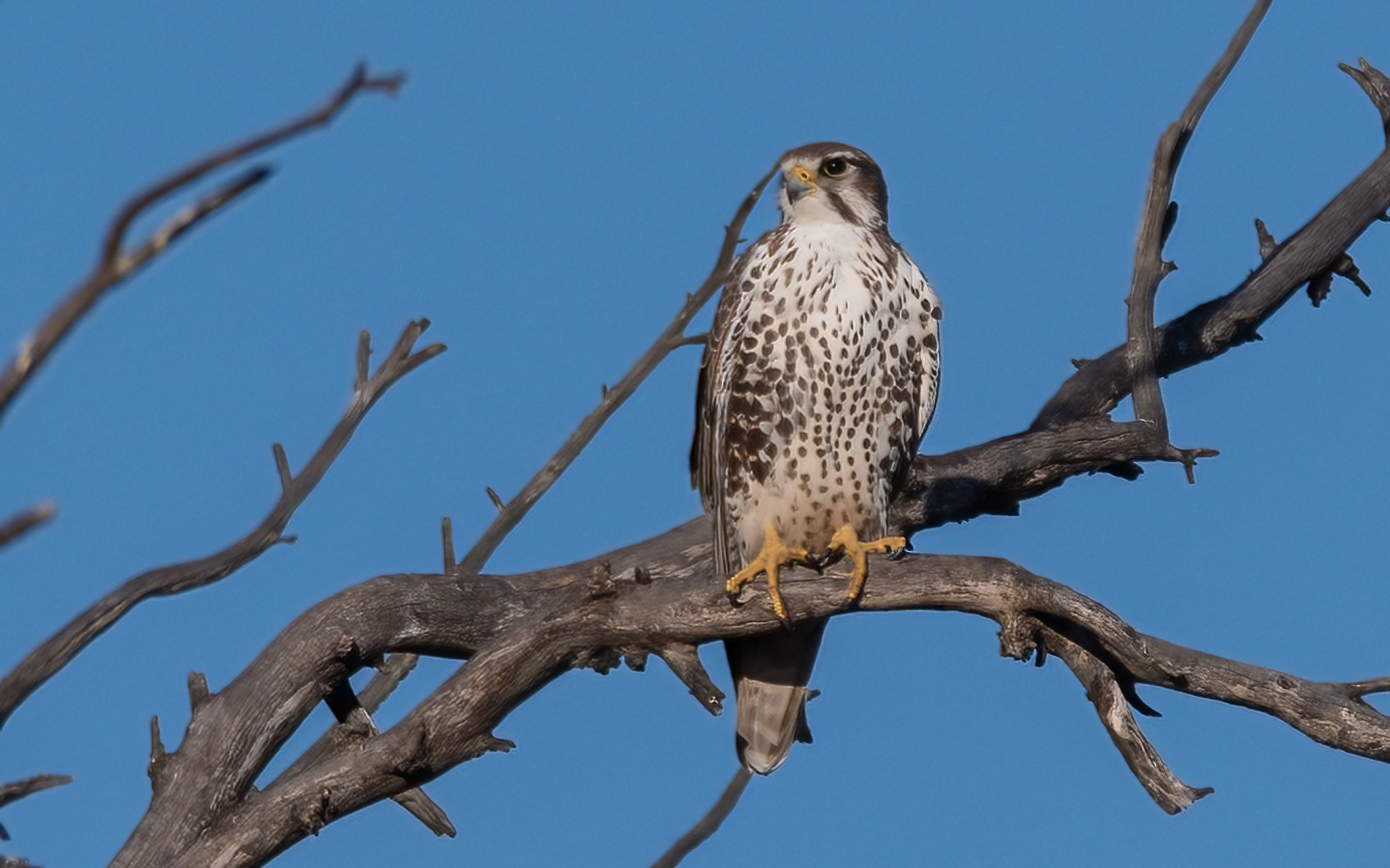 bird of prey with streaky breast perched in a tree