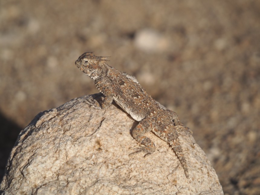 lizard with knobby, horned skin sunning on a rock