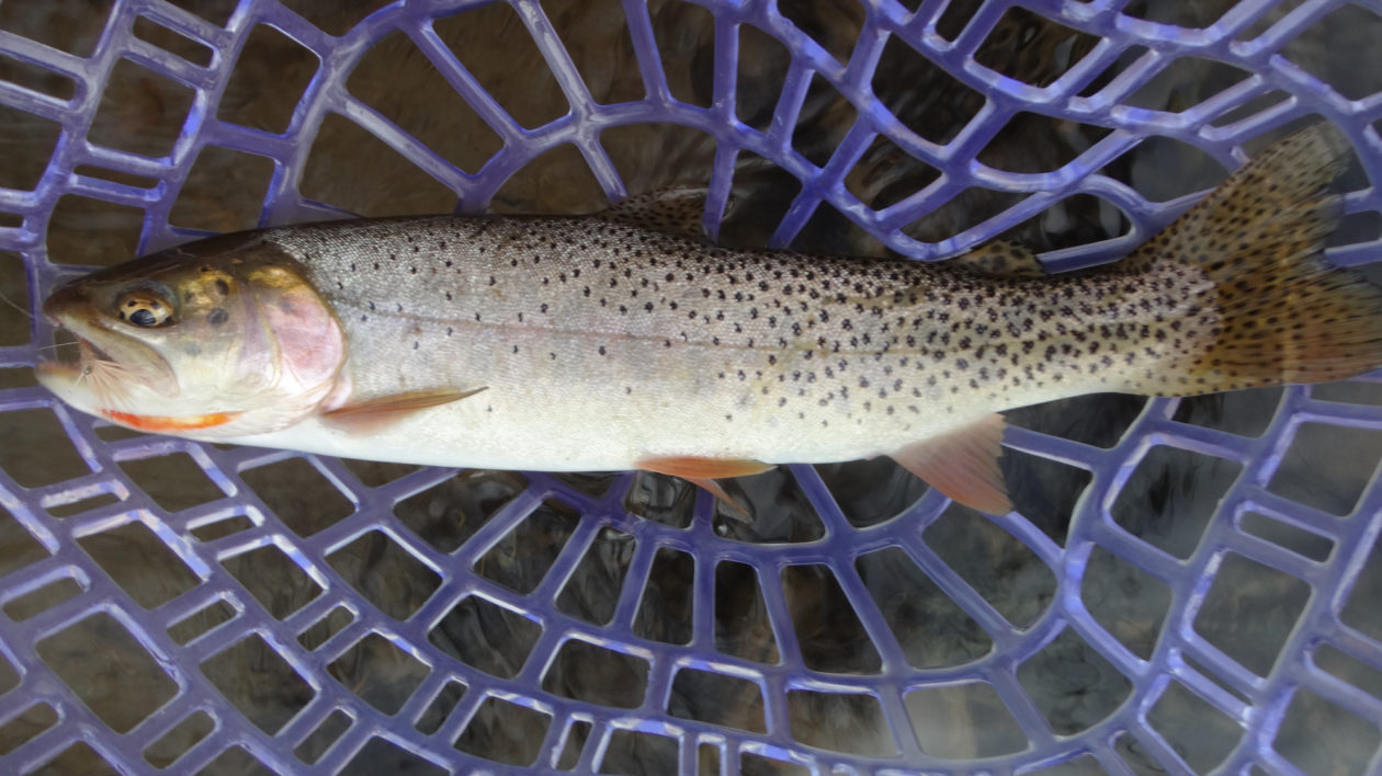 Cutthroat trout, Native, Streams & Rivers